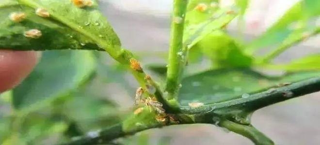 虎镇山——高端杀螨套装，虎虎生威
